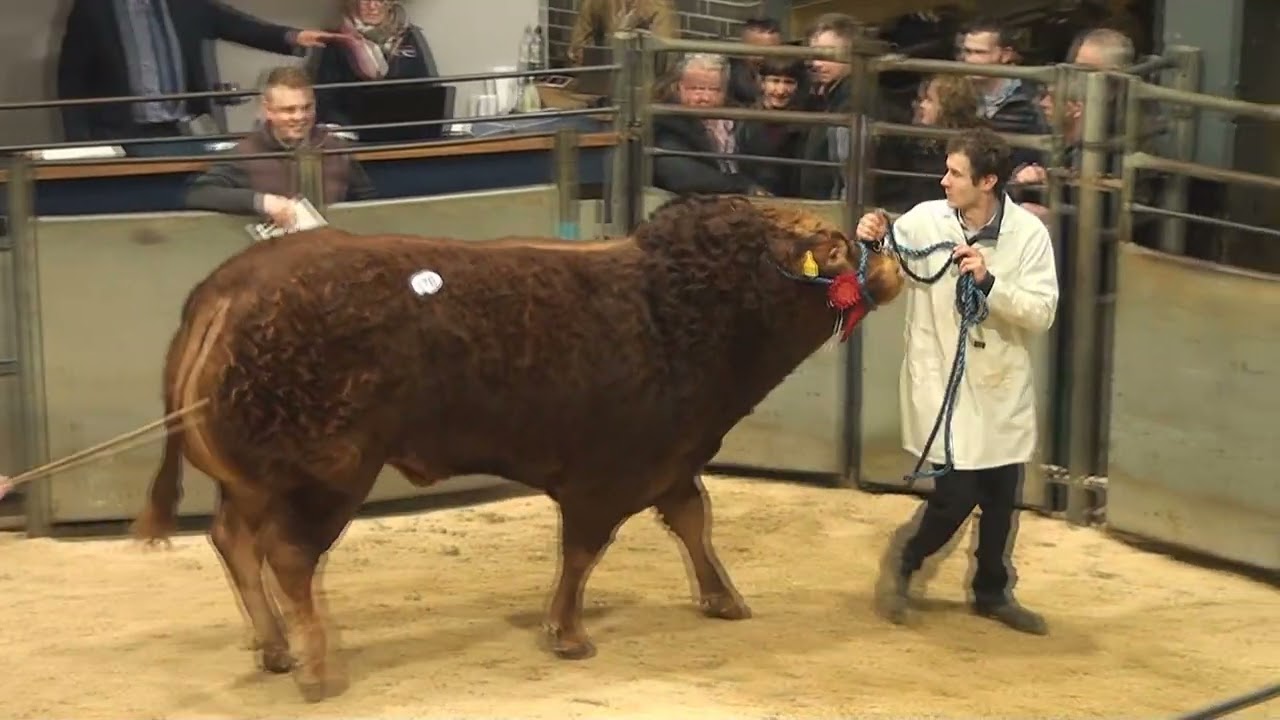 Limousin Bull Sale Borderway Carlisle (top 18 prices 10,000 - 38,000 gns) 12th Feb 2022