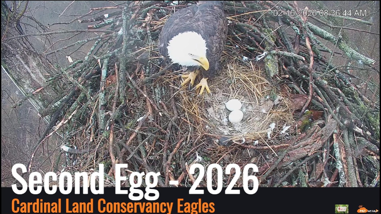 Cardinal Land Conservancy Eagles -  Second Egg Laid 02/15/26