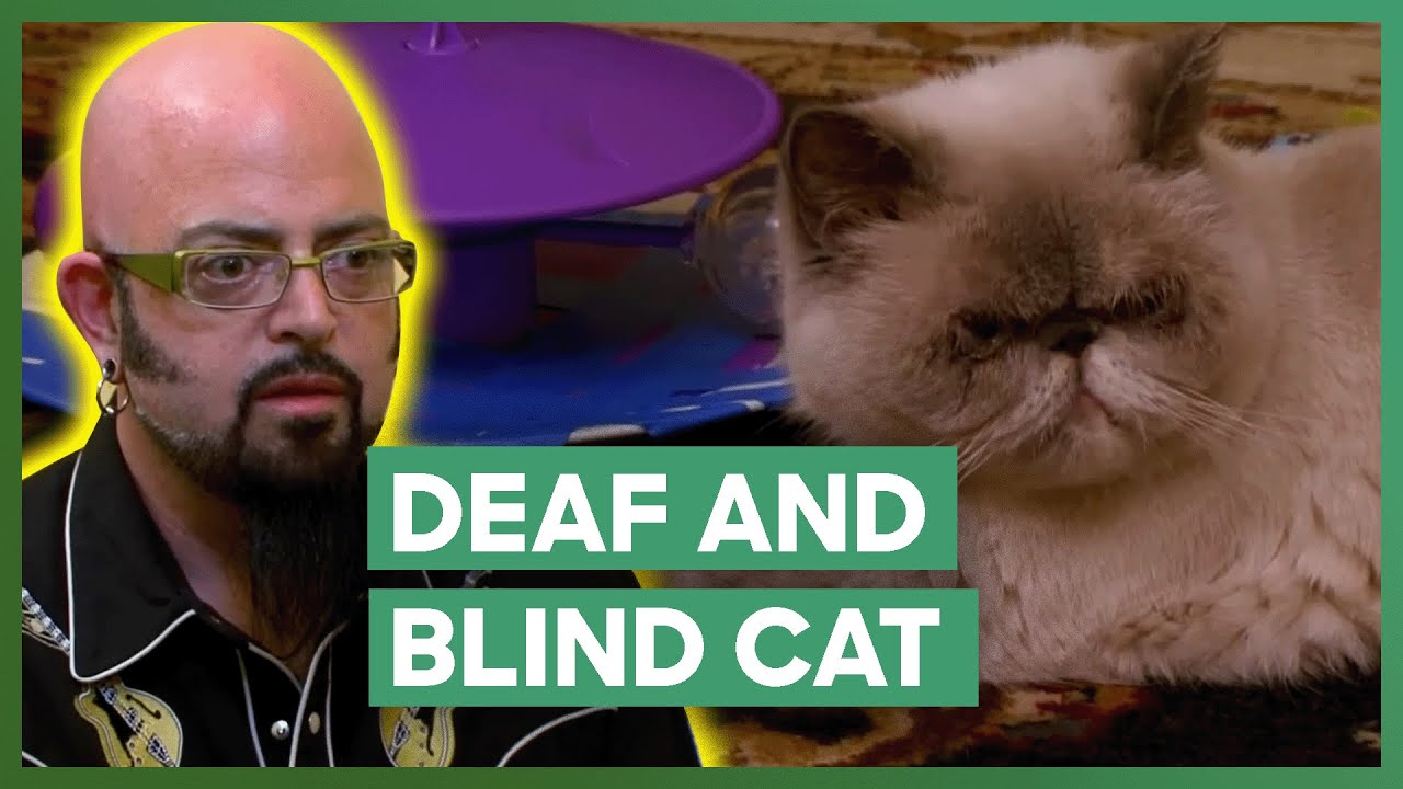 Jackson Saves Deaf And Blind Cat From Being Put Down | My Cat From Hell