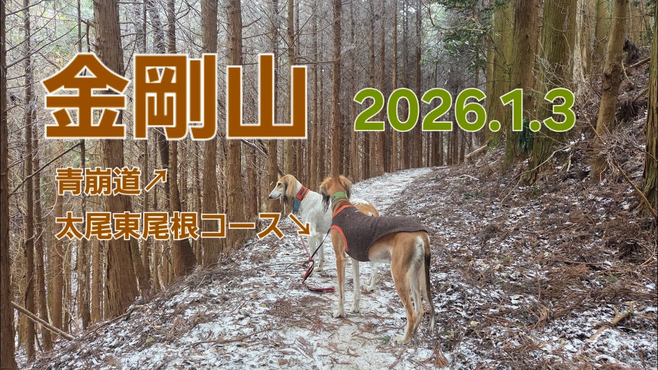 saluki 金剛山