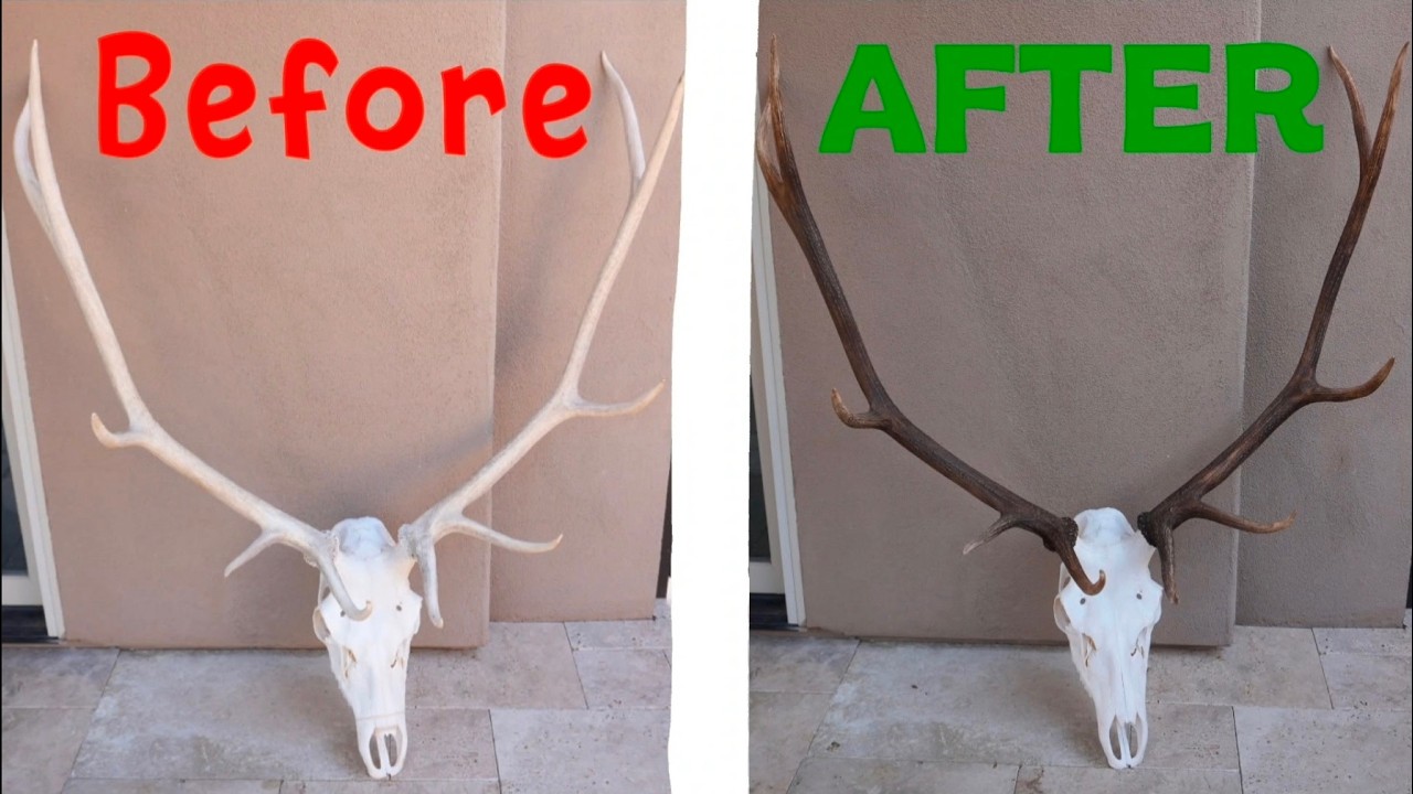 Best Method For Restoring Old Elk Antlers