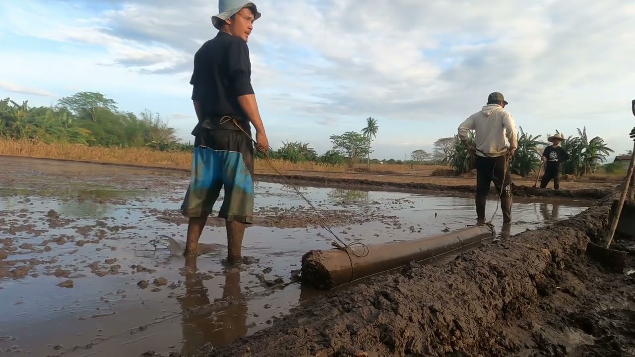 Mga tips Sabog tanim vs Lipat tanim na palay