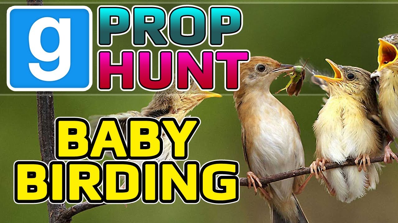 Baby Birding (Garry's Mod Prop Hunt)