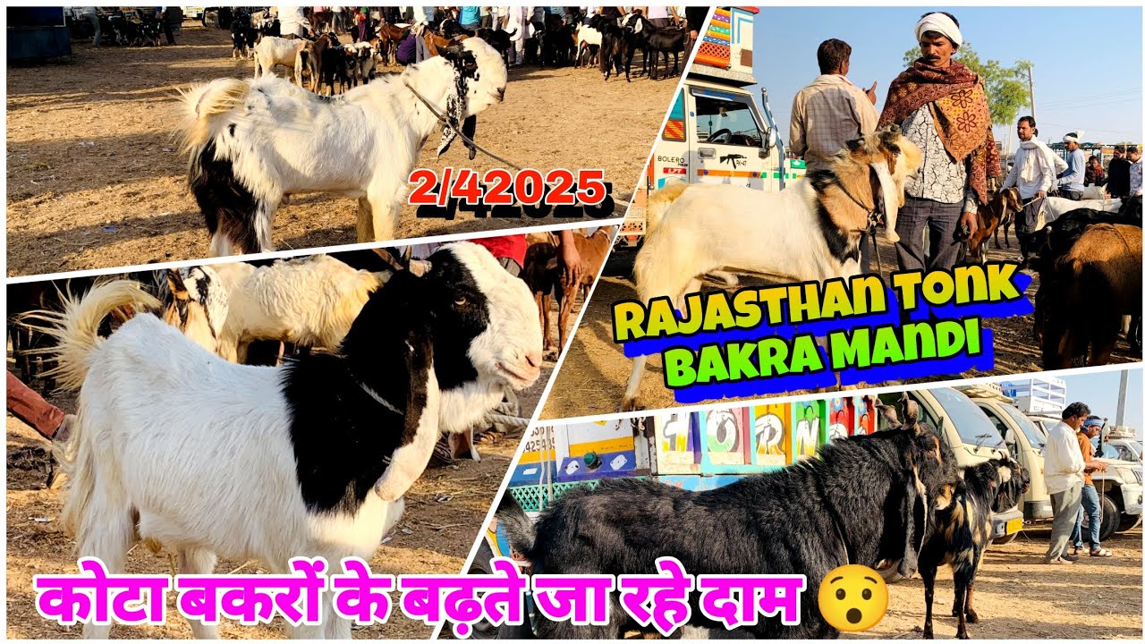 Rajasthan bakra mandi tonk goat market live update|| 2,4,2025, #tonkgoatmarket #bakrokadeewana