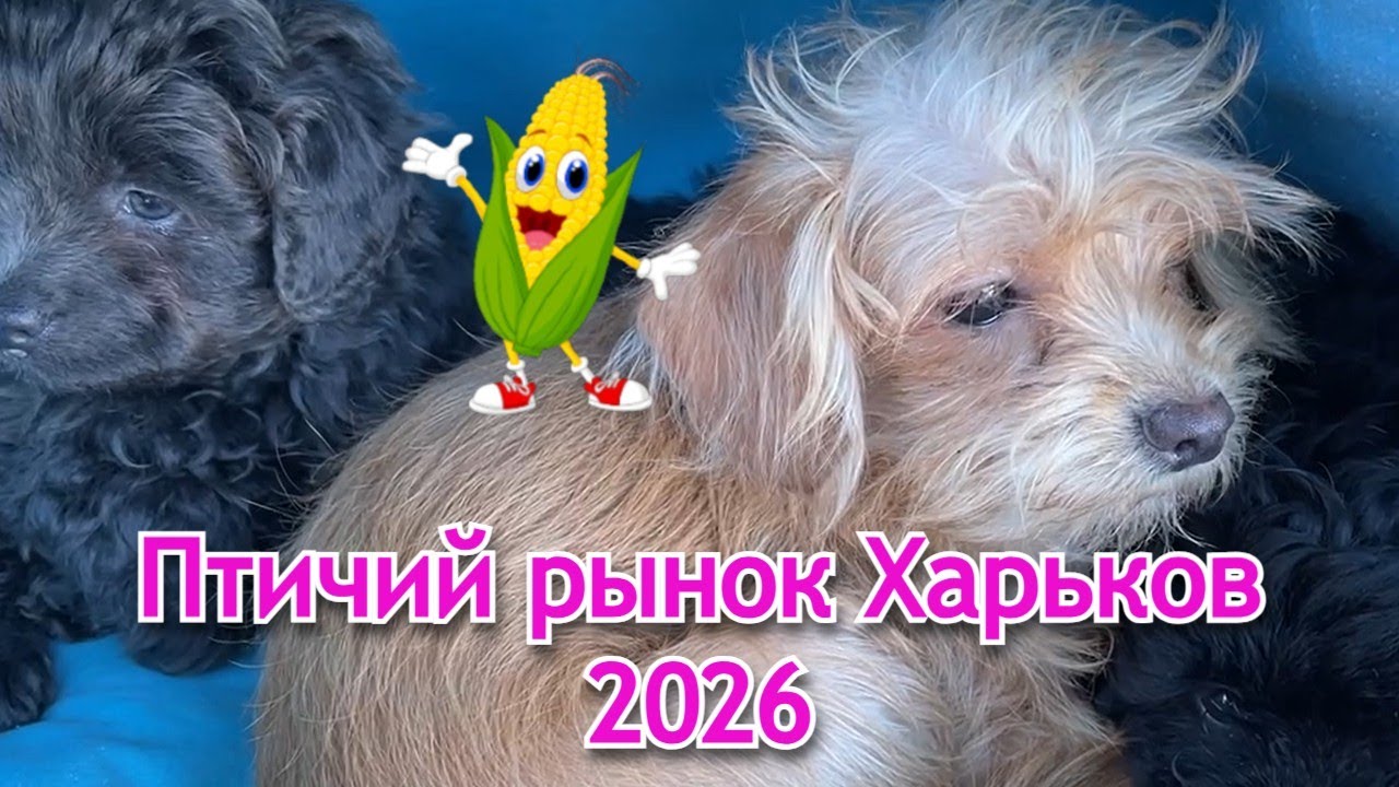 Птичий рынок Харьков 2026  Голуби, кролики, щенки  Цены и выбор