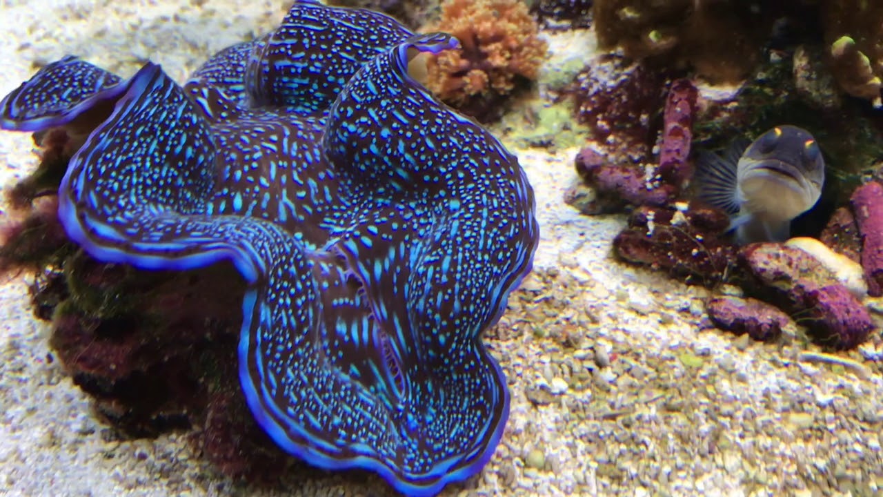 Riffaquarium 03.10.2017