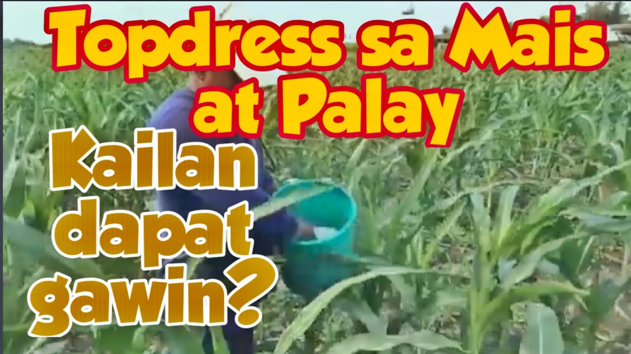 Topdress Fertilizer Application for Rice and Corn/Ano ang magandang pang Topdress?