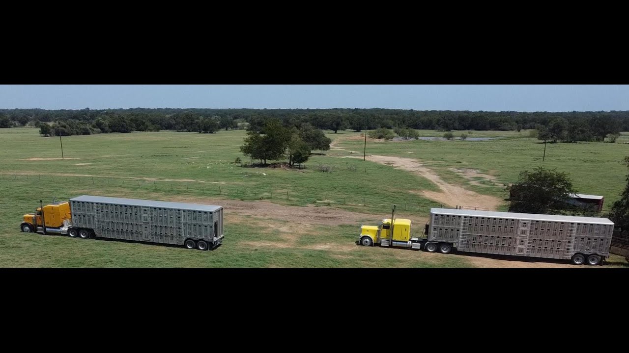 Cattle Hauling - Cameron, TX to Great Bend, KS