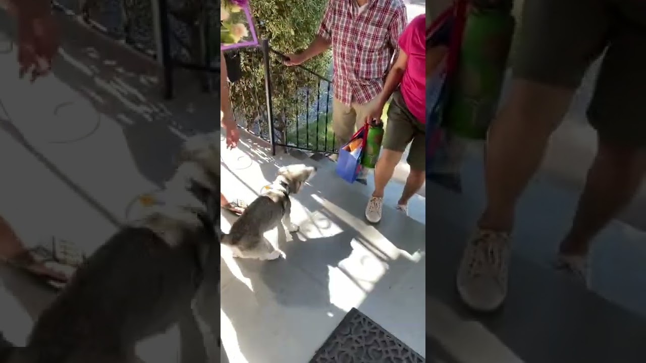Indigo greets puppy daddy and grandparents pt 1
