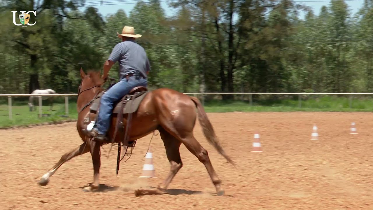TV UC - Exercício para cavalo de tambor iniciante