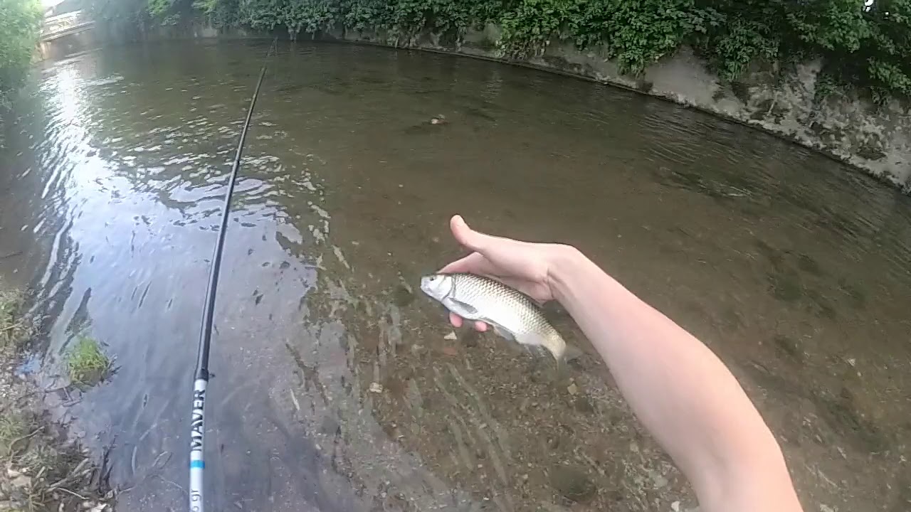 PESCA SUL FIUME OLONA 24/05/2020