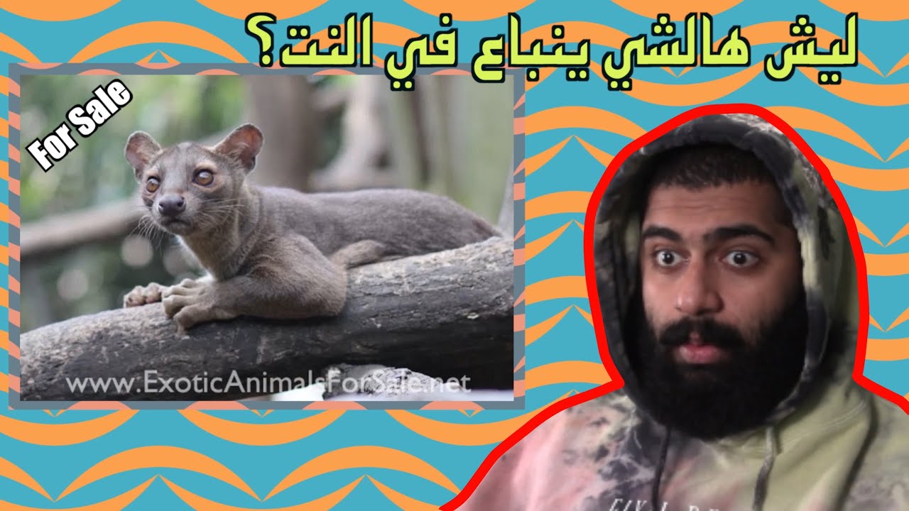 لن تصدق أن هذه الحيوانات تباع في الانترنت 😱