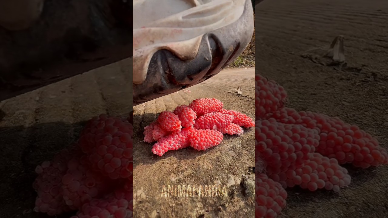 Ovos de caramujo #biologia #curioso #animais