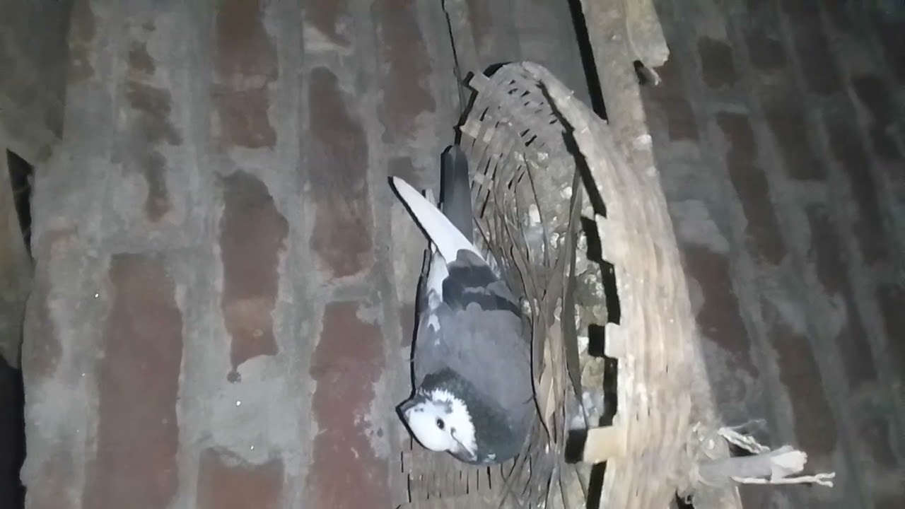 Raj golla kobutor