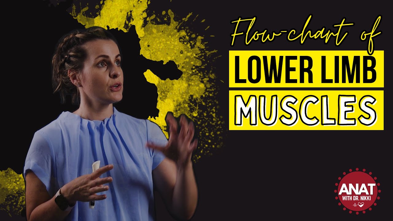 An Overview of the Muscles of the Lower Limb - A Big Picture lightboard!