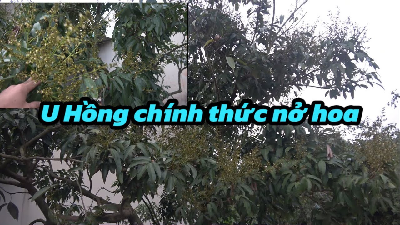 U Hồng nở hoa trước Tết,cơ hội cho các nhà vườn đang ngắn dần.