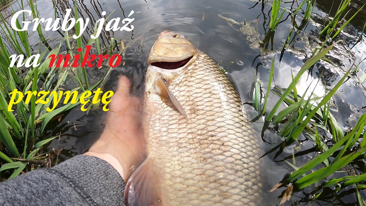 Rzeka pięknie mnie zaskoczyła ! Jazie na lekko / micro jig /wobler