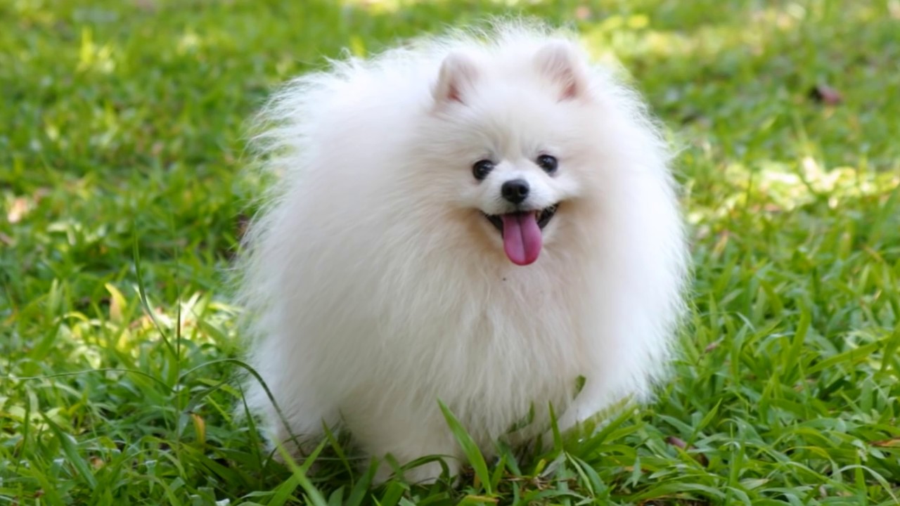 Los 7 Mejores Perros de Compa&ntilde;&iacute;a