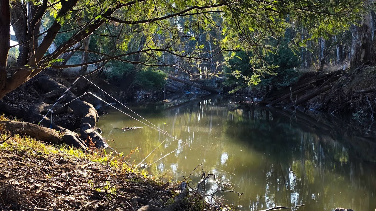 Winter Native Fish Jackpot: Fishing For Yellowbelly And Cod In Winter