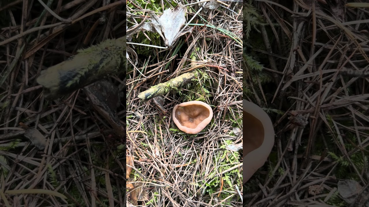 Krążkownica wrębiasta (Discina ancilis)  #discinaancilis
