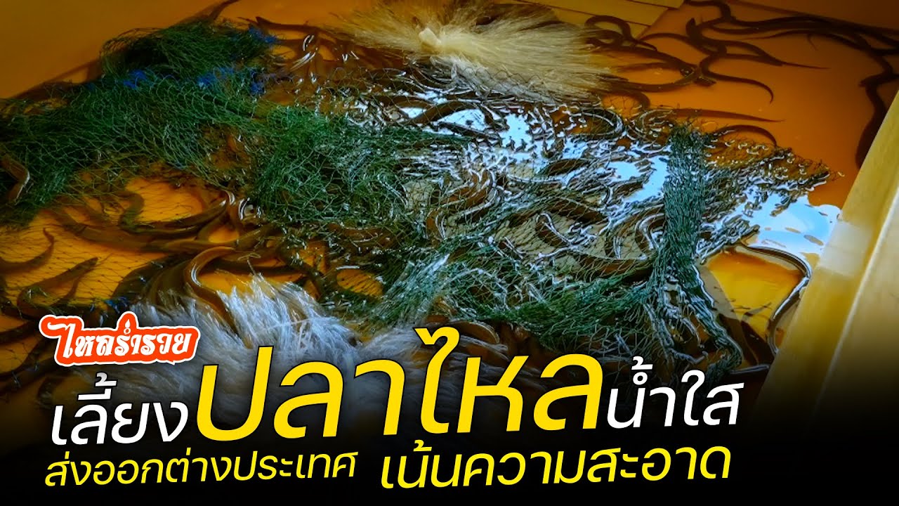 เลี้ยงปลาไหลน้ำใส ทำกำไรหลักล้าน ส่งต่อสายพันธุ์ให้เกษตรกร อีกหนึ่งทางเลือกการสร้างอาชีพ เป็นอย่างไร