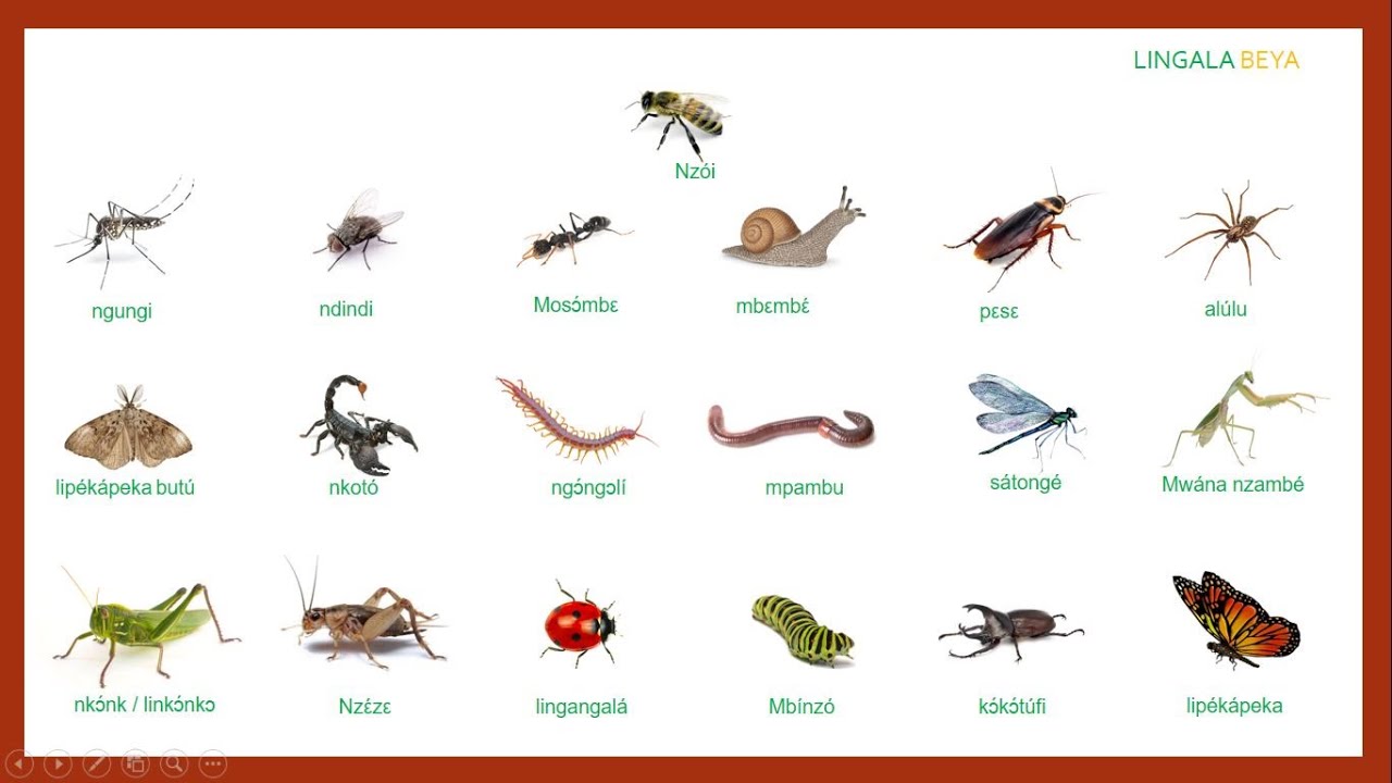 Ba nyamakeke na lingala | Les insectes en Lingala | Insects in Lingala