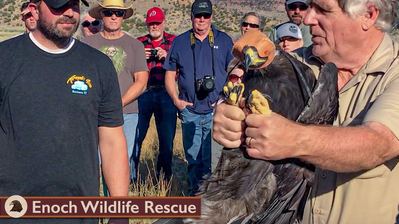 Enoch's Eagle | Golden Eagle Released Back to the Wild