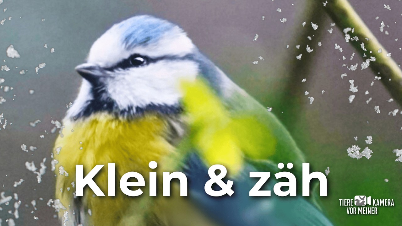 So überlebt die Blaumeise den Winter ❄️ | Gesang