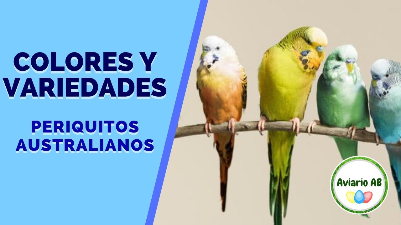 TODAS LAS VARIEDADES Y COLORES DE LOS PERIQUITOS AUSTRALIANOS