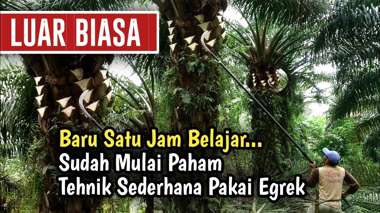 Luar Biasa! Padahal Baru Belajar Bagaimana Cara Menggunakan Egrek Sawit