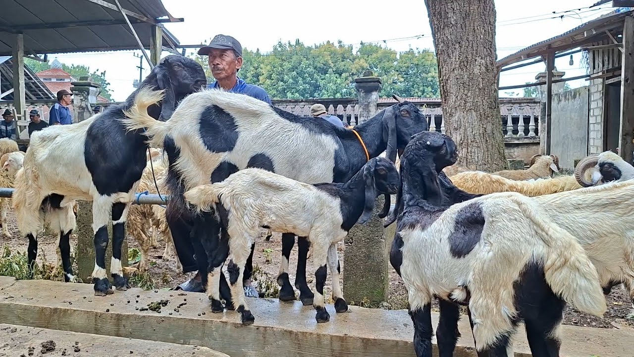 1.400✅️INDUKAN ANAK 3 SUPER||siap kirim2||pasar jatirogo tuban
