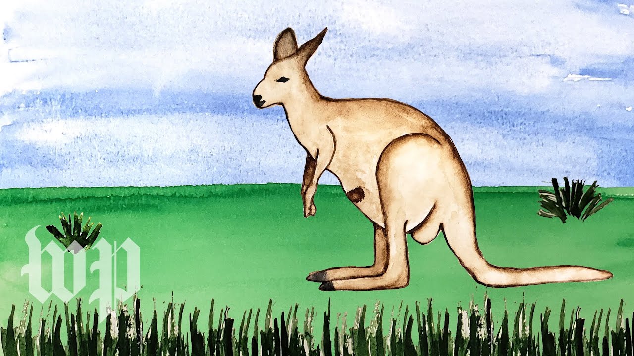 What happens inside a kangaroo's pouch? | Anna's Science Magic Show Hooray