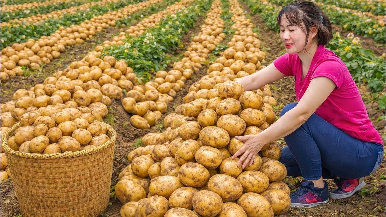Harvesting GIANT Potatoes to Sell | Cooking Potato Soup With Turkey - Classic Village Recipe