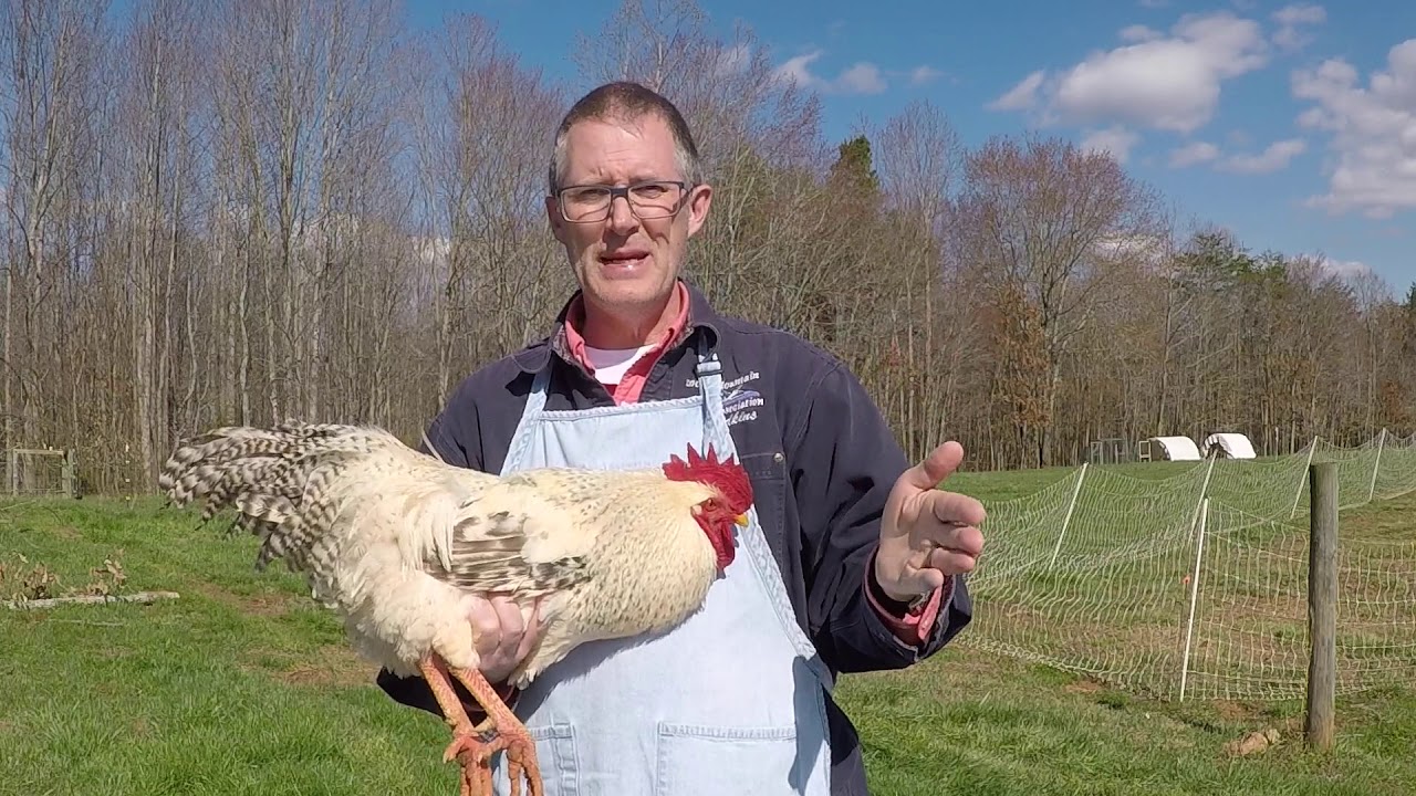 Dual Purpose Chickens with a Primary Purpose