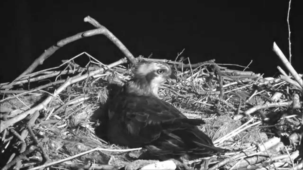 Barn Owl 4th May 2015 - Dyfi Osprey Project