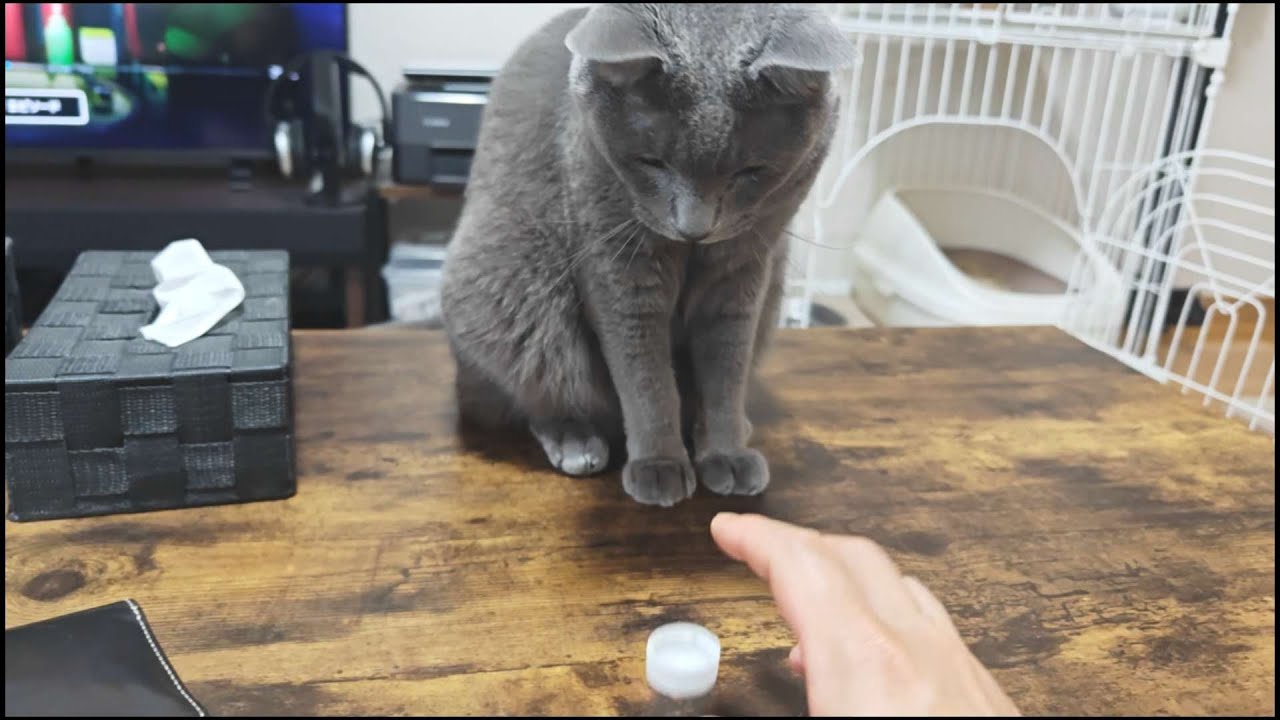 愛猫とペットボトルのキャップで遊んだら凄く癒やされましたw