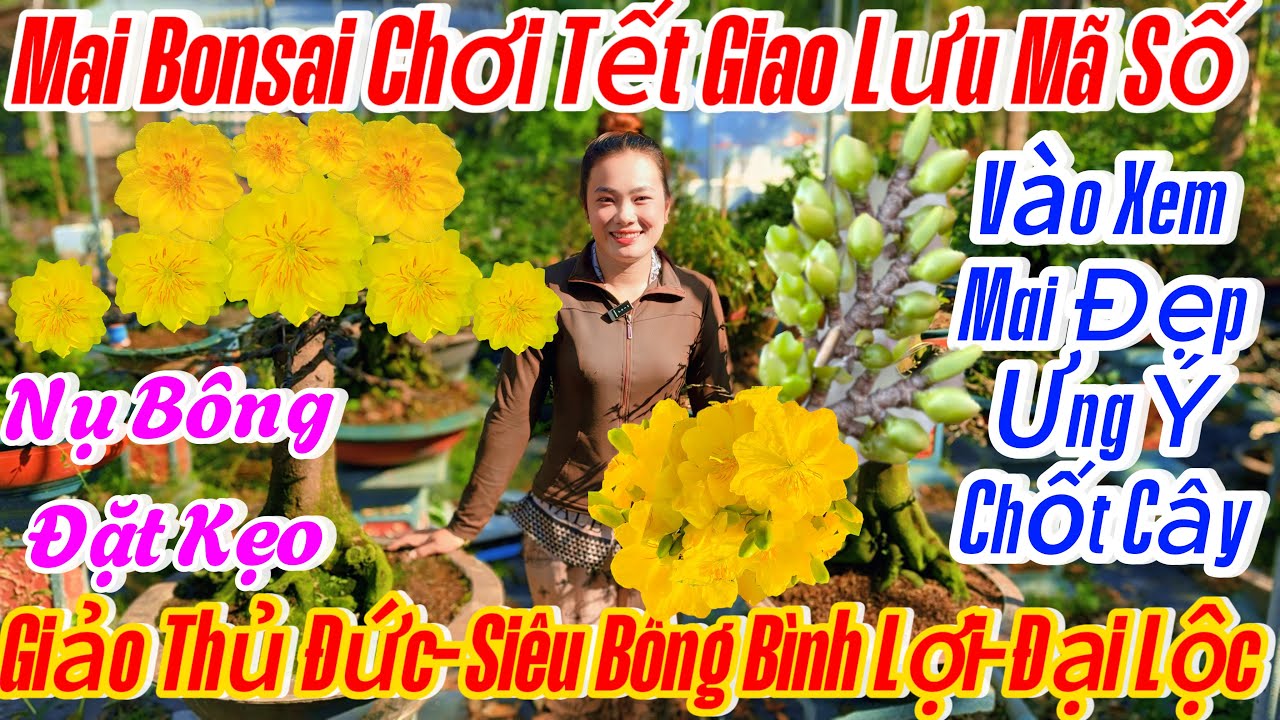 03/02☎️ 0398616085 ☎️🌴mai vàng chơi Tết🌴21 mã số-siêu bông bình lợi-đại Lộc-giảo thủ Đức-mai đẹp 