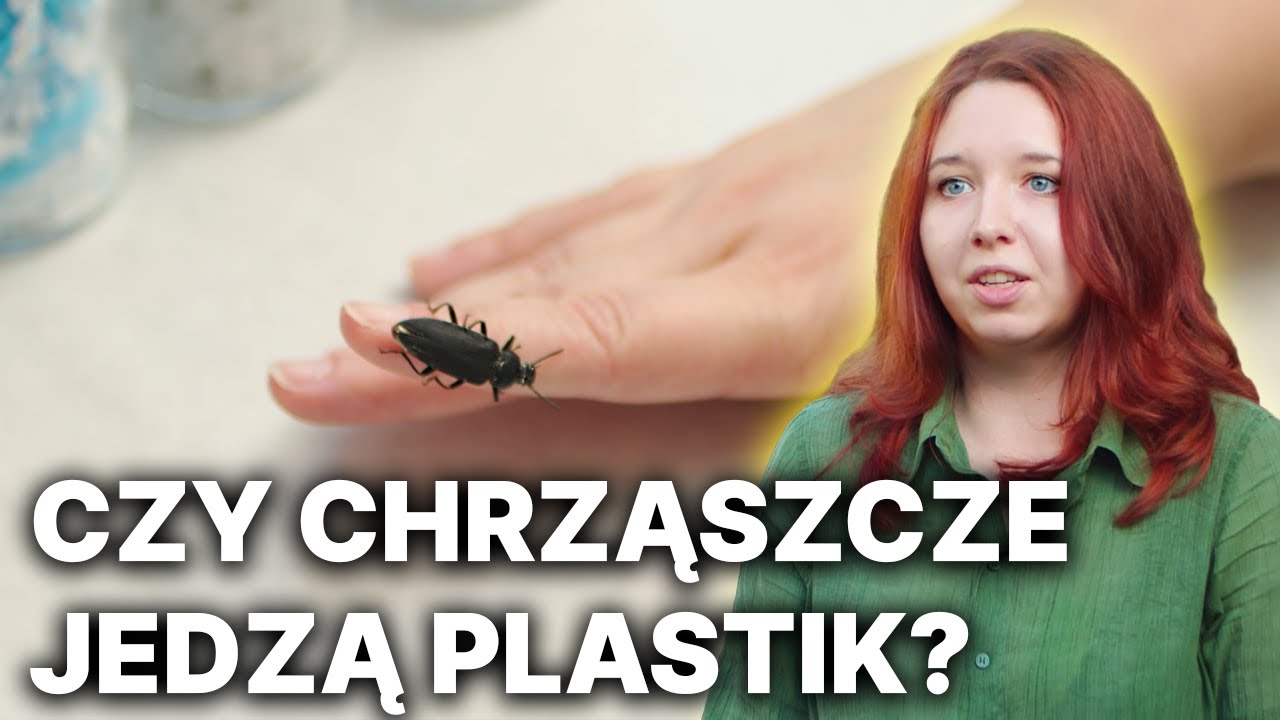 Chrząszcze v. plastik - mgr Sandra Kaźmierczak, Wydział Medycyny Weterynaryjnej i Nauk o Zwierzętach