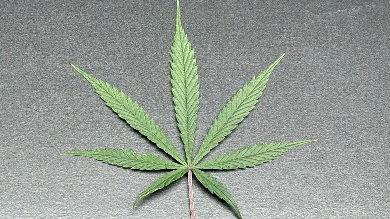 #2 - MALAWI X PANAMA SATIVA STRAIN FROM SPAIN'S ACE SEEDS - MxP HEIGHT CONTROL & EARLY FLOWERING
