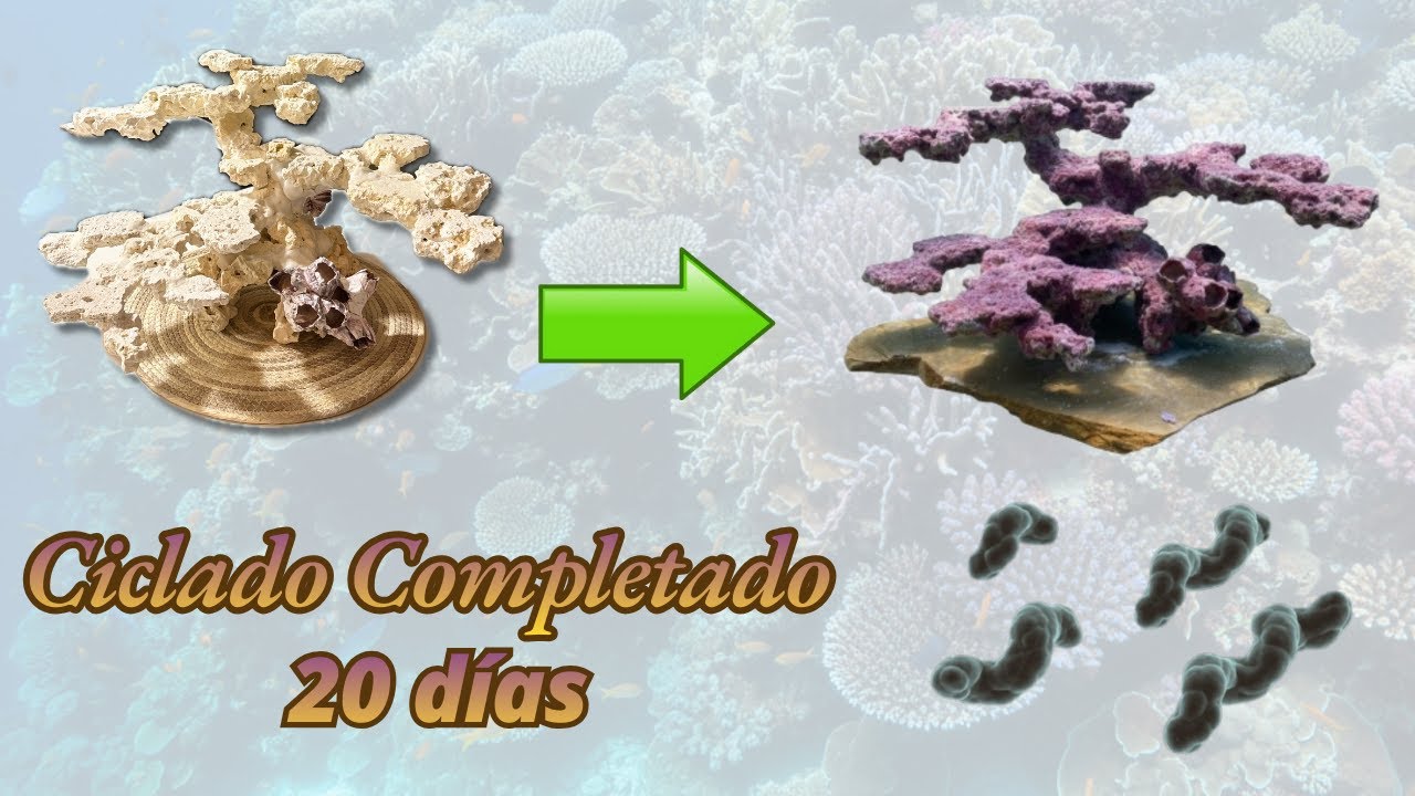 CICLADO COMPLETADO: Lo MEJOR está por LLEGAR | Estretagia Preventiva