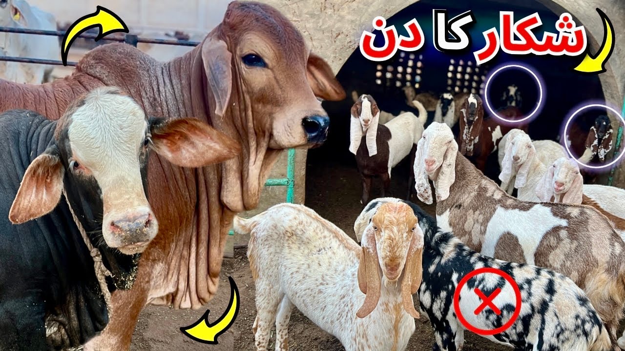 Ye Koi Farm Nahi — Factory Hai Heavy Bulls Ki! Dogar Cattle Farm Ka Hidden System Pehli Baar Exposed