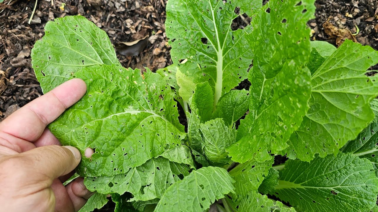 Így védekezz földibolha ellen! - Kisvakond módszere