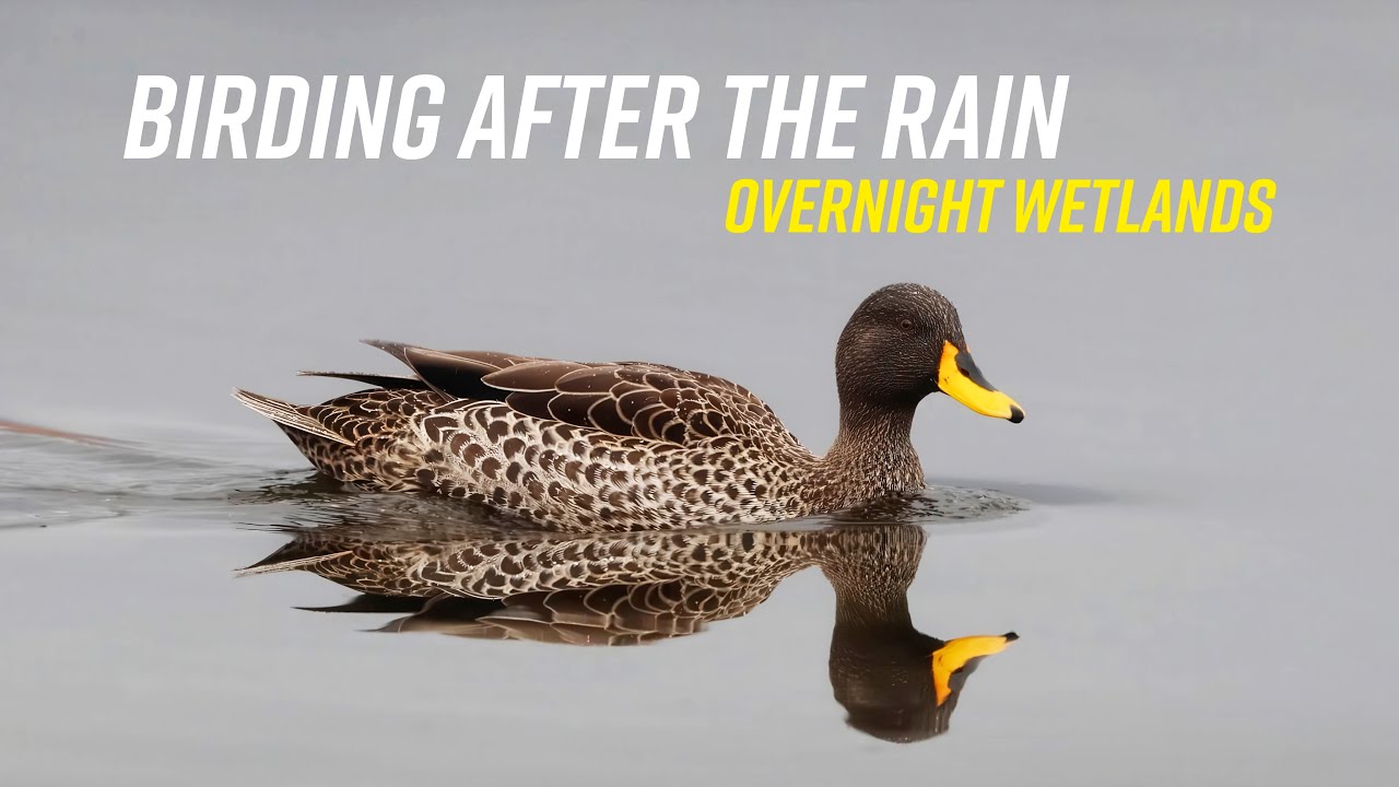 After the Rain, the Birds Arrive Hungry… 🐦🌧️