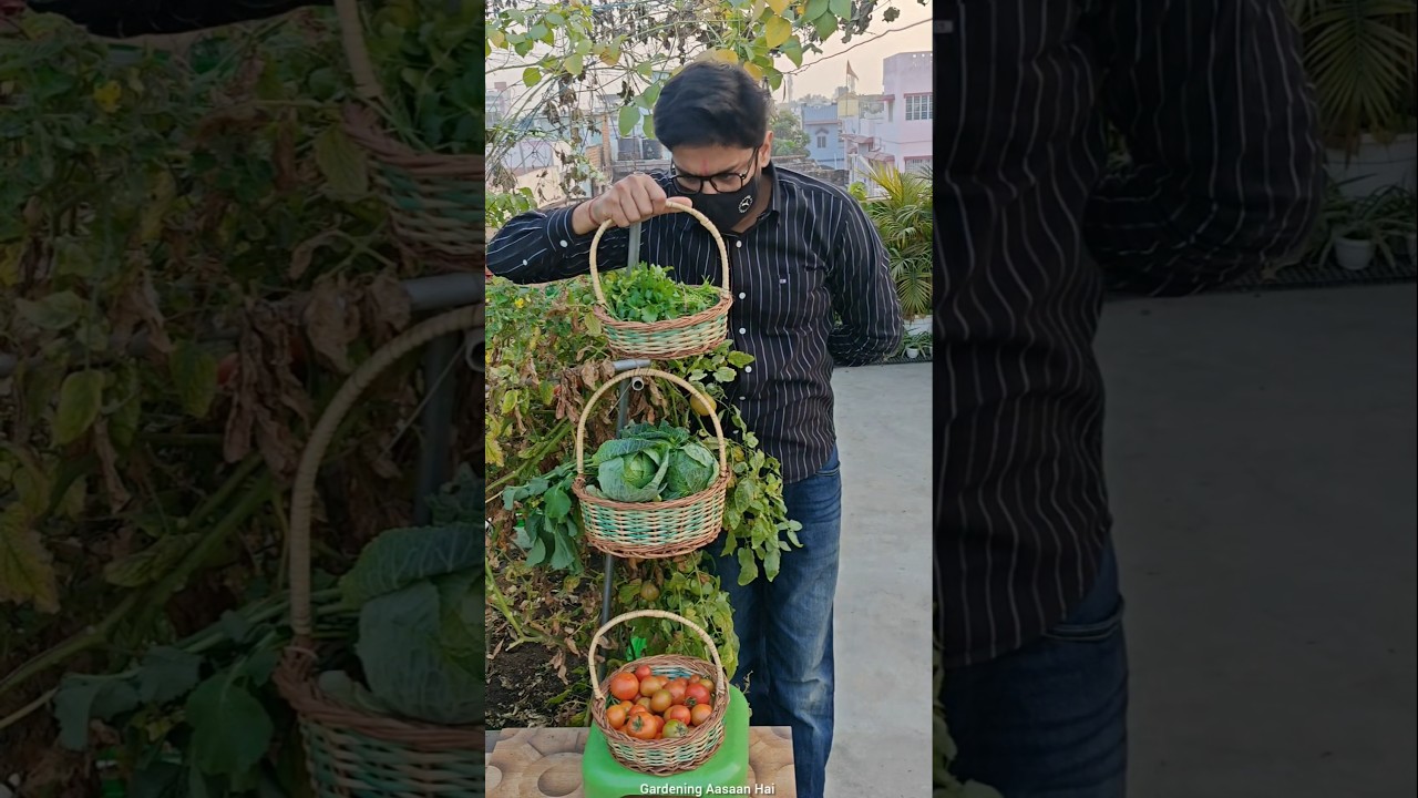 Today's Garden Harvest Time #gardeningaasaanhai