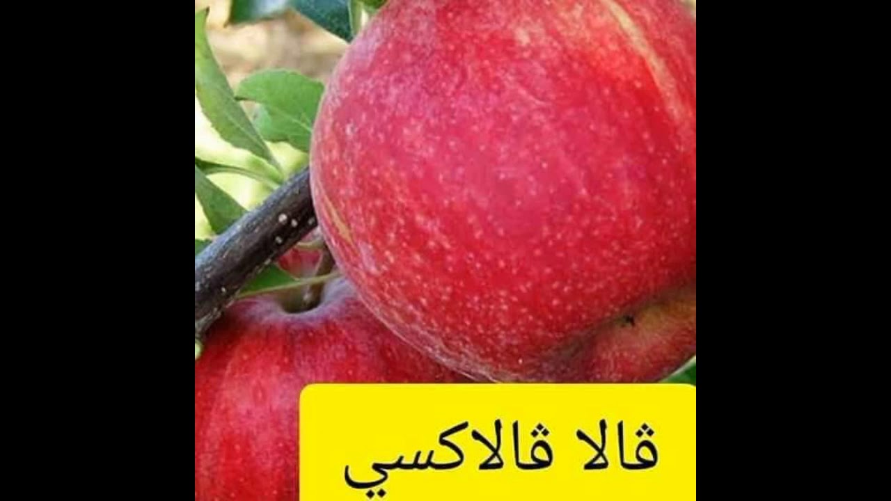 أنواع أشجار التفاح المعروفة