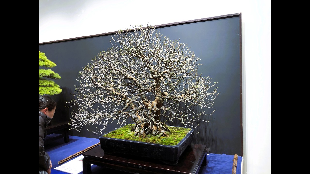 100th Ed. KOKUFU BONSAI EXHIBITION  Part 2 「Video A」・第100回国風盆栽展　(後期）ビデオA　Feb.14th~1⒏th, 2026 #bonsai