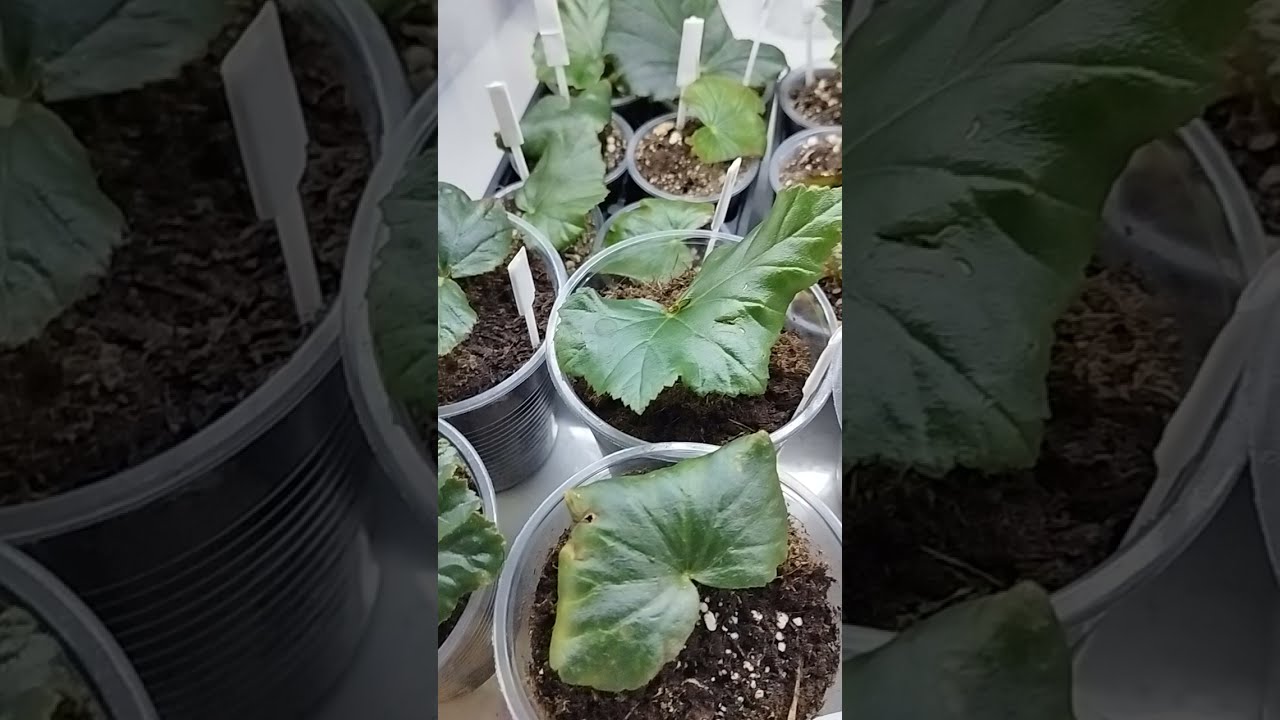 бегония элатиор размножение из листа, сроки, результат полезные советы