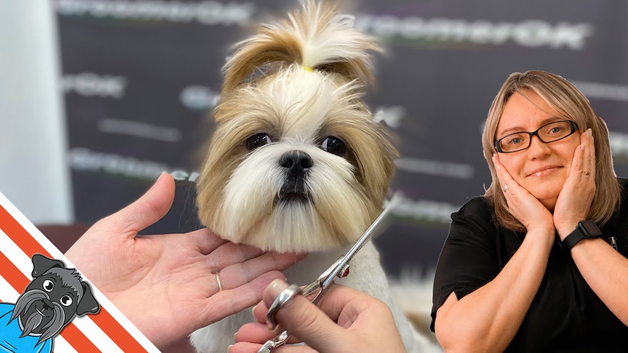 Shih Tzu grooming -  Shih tzu haircuts with a very tangled coat