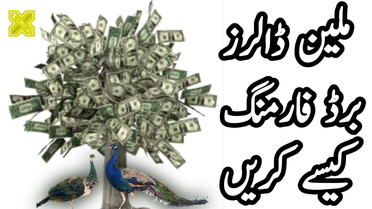 Millions Dollar Bird Farming Business in Pakistan | How to Do it | Nadia Pets Cross