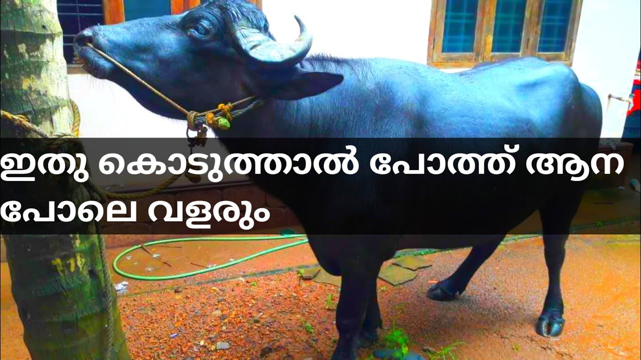 പോത്തിന് ഈ തീറ്റ കൊടുത്താൽ ആന പോലെ വളരും | poth valarthal kerala | buffalo farming